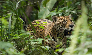 Pronunciamiento de la SDA sobre proyecto de ley que busca prohibir progresivamente las prácticas de entretenimiento cruel con animales