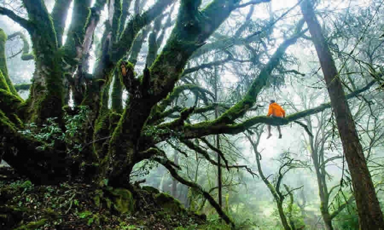 Concepto de la secretaría Distrital de Planeación hizo precisiones sobre los barrios que quedaron excluidos del área de reserva forestal localizados a la franja de adecuación de los cerros orientales de Bogotá