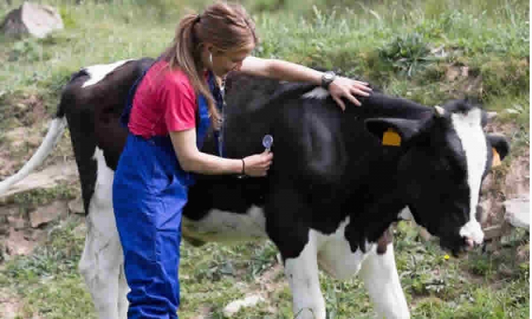 Proyecto de acto administrativo del ICA establece la obligatoriedad de vacunación contra la Encefalitis Equina Venezolana