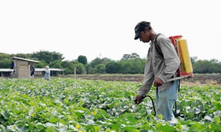 Proyecto normativo del ICA establece requisitos y procedimientos para el registro o ampliación de uso de Plaguicidas Químicos de uso Agrícola y Bioinsumos a través del mecanismo de historial de uso