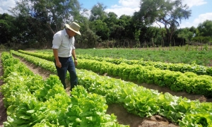 Consejo de Estado Avoca conocimiento del control de legalidad de Acto emitido por la ADR, en la que se emitieron lineamientos relacionados con los Proyectos Integrales de Desarrollo Agropecuario y Rural