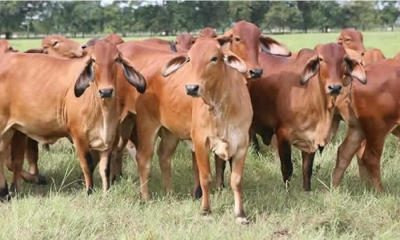 FINAGRO modifica disposiciones del Manual de Servicios relacionadas con el Microcrédito Agropecuario y Rural