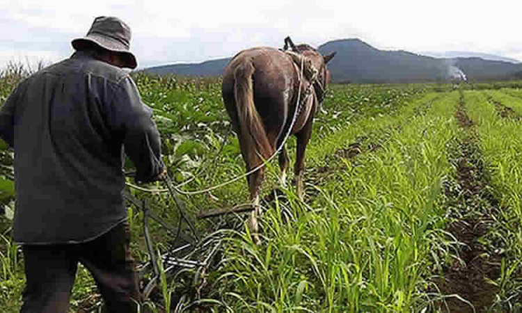Proyecto de norma del Gobierno propone declarar Área de Protección para la Producción de Alimentos (APPA) en Zipaquirá para frenar presión urbana sobre suelos agrícolas