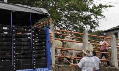 Proyecto de norma de MinTransporte busca adoptar el Manual de Procedimientos para el Transporte, manejo y movilización de Animales en Pie