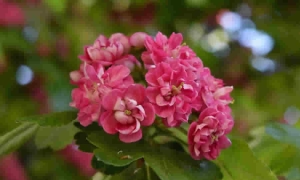 MinAmbiente busca reglamentar lo relacionado con el manejo sostenible de la flora silvestre y los productos forestales no maderables