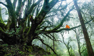 Proyecto de Norma de MinAmbiente busca adoptar términos de referencia para la elaboración del estudio técnico que sustenta la solicitud de sustracción de áreas de reserva forestal para obras de utilidad pública o interés social