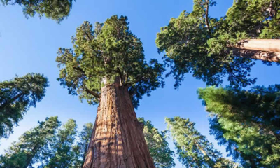 Orientaciones de MinAmbiente sobre el contexto normativo para imponer el comparendo ambiental