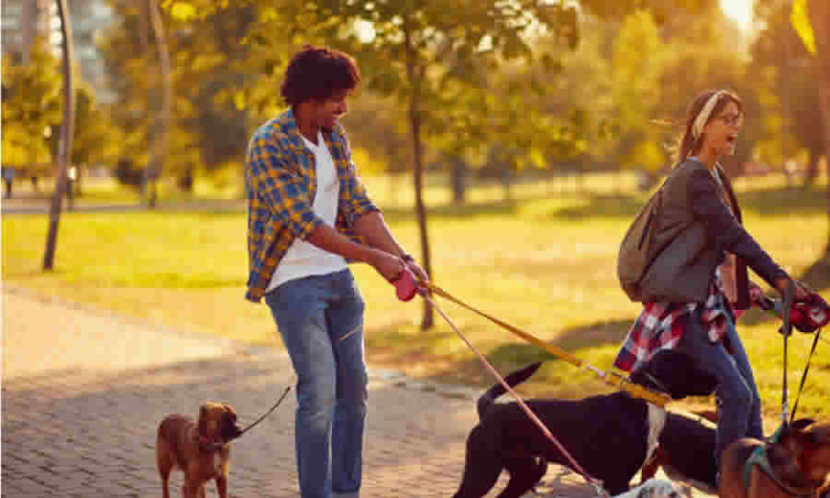 Como jurídicamente inviable consideró la SDA el proyecto de ley que busca establecer espacios abiertos para mascotas en lugares públicos o privados accesibles al público