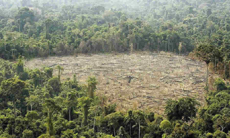 ¿Cuál es la base legal y las entidades competentes para tomar decisiones sobre la tala de árboles aislados en zonas de riesgo?: MinAmbiente
