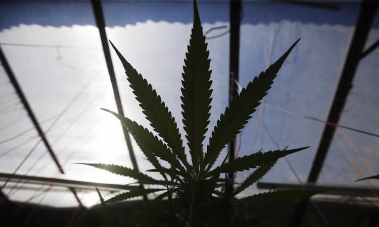 Texto del decreto que derogó lo referente a la prohibición de poseer, tener, entregar, distribuir o comercializar drogas o sustancias prohibidas