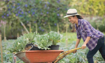 MinAgricultura estableció el programa especial de adjudicación de tierras para las mujeres rurales