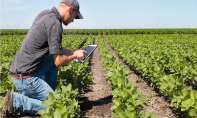 Proyecto de norma de MinAgricultura busca adoptar el Manual Operativo del Proyecto de Alianzas Productivas