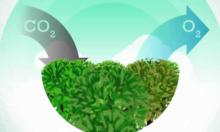Publicado decreto que reglamenta plazos para las metas de cambio climático de Colombia ante la ONU