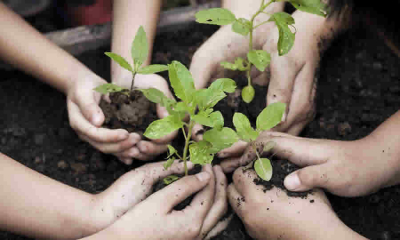 MinAmbiente indicó que se encuentra adelantando estudios internos para reglamentar la Ley de siembra de árboles en las que estarán implicadas las medianas y grandes empresas en su cumplimento