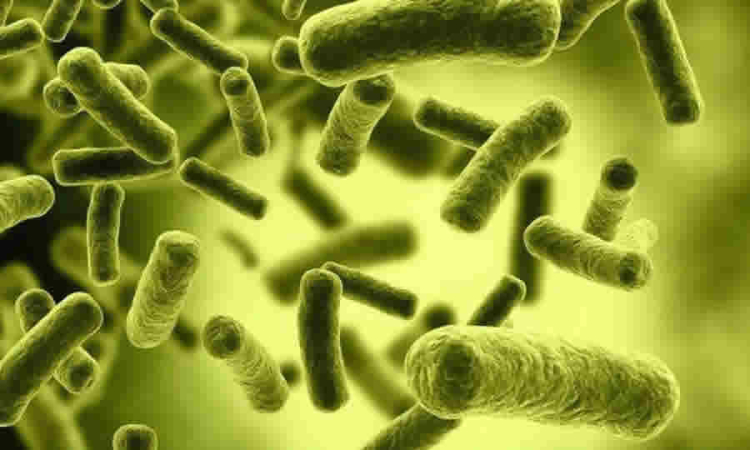 ICA prorrogó el estado de emergencia sanitaria  por la presencia de la bacteria que causa de mortalidad inusual en tilapia