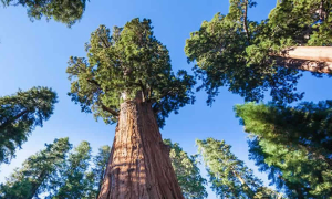 ANLA fija tarifas para evaluación y seguimiento de licencias ambientales en 2025