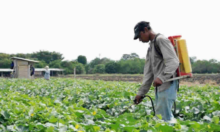ICA modificadas disposiciones sobre el plazo para la presentación de información del registro de productos plaguicidas químicos de uso agrícola