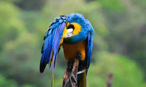 SDA analizó el proyecto de ley que promueve la participación comunitaria del cuidado animal dentro de propiedades horizontales