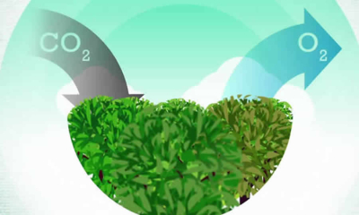 Proyecto de decreto de MinAmbiente busca reglamentar lo relacionado con las  concesiones forestales campesinas